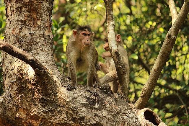 Bhimashankar wildlife