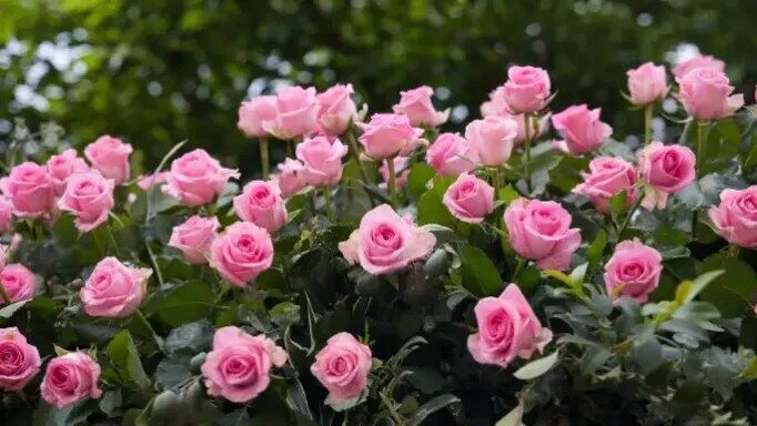 Rose Garden Pushkar